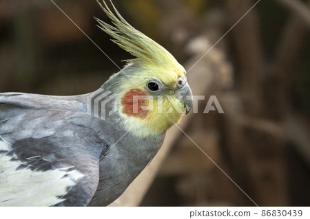 Cute cockatiel of the parrot family parrot family Cute cockatiel of the parrot family parrot family 86830439