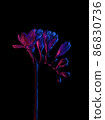 Freesia flowers blooming drawing, with buds on stem, pink and blue neon colors. Isolated on black 86830736