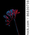 Freesia flowers blooming drawing, with buds on stem, red and blue neon colors. Isolated on black  86830738