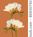 Freesia twigs blooming with white flowers illustration on orange background 86830740