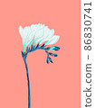 Freesia white blooming flower twig illustration on pastel background 86830741