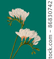 Freesia white blooming flowers illustration on green background 86830742