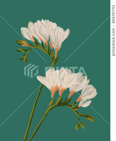 Freesia white blooming flowers illustration on green background Freesia white blooming flowers illustration on green background 86830742