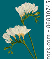 Freesia twigs blooming with beautiful white flowers illustration on blue background 86830745