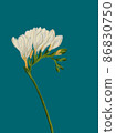Freesia twig blooming with white flowers illustration on blue background 86830750