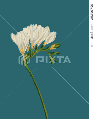 Freesia twig blooming with white flowers illustration on blue background 86830750