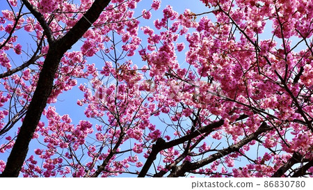 Yokozakura in full bloom with a clear sky in the background 86830780