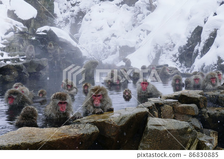 Japanese monkey in Jigokudani 86830885