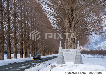 [Shiga Prefecture] Metasequoias Namiki Winter 86830886