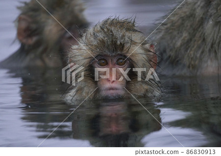 Japanese monkey in Jigokudani 86830913