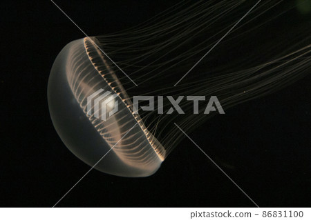 Owlank Lage 86831100