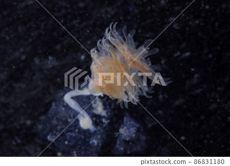 Moon jellyfish strobila and efira larvae Moon jellyfish strobila and efira larvae 86831180
