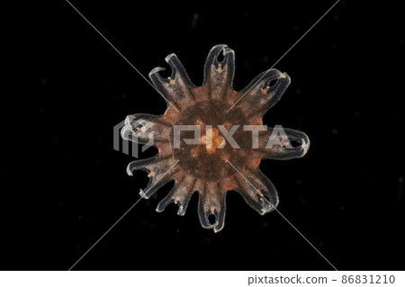 Efira larva of red jellyfish 86831210