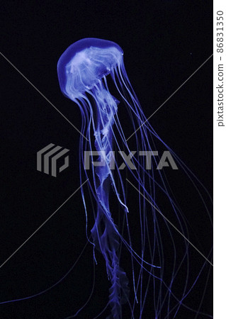 大西洋海網 86831350
