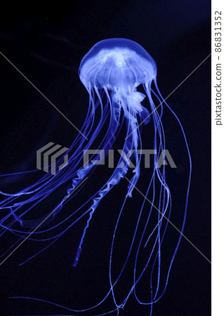 大西洋海網 86831352