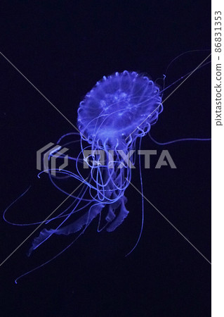 Atlantic sea net le 86831353