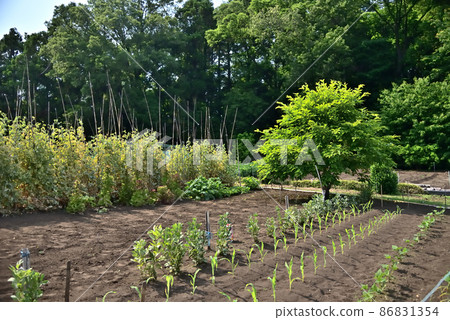 Corn seedlings waiting for midsummer harvest 86831354