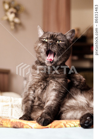 Cute cat sits on bed yawning widely Cute cat sits on bed yawning widely 86831463