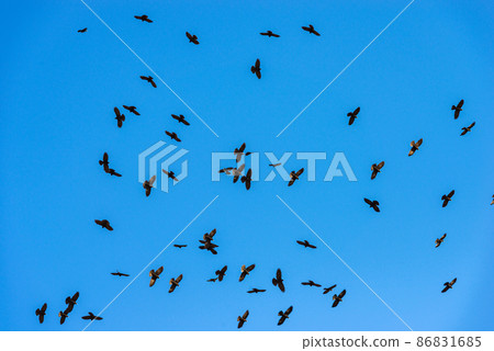 Flock of Black Crows Flying in a Blue Clear Sky - Italian Alps Flock of Black Crows Flying in a Blue Clear Sky - Italian Alps 86831685