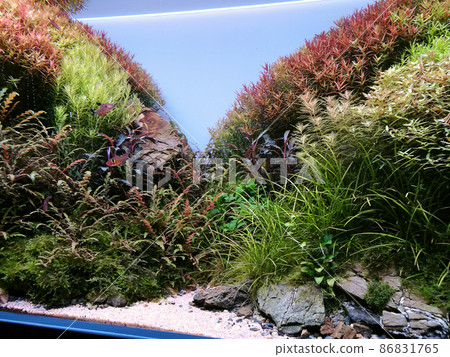 Aquascape aquarium with various freshwater plants. Green and red freshwater plants. Aquascape aquarium with various freshwater plants. Green and red freshwater plants. 86831765