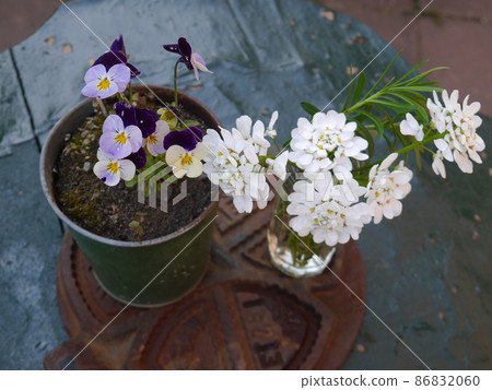 Viola and Iberis 86832060