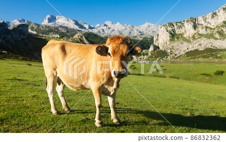 Asturian Mountain cattle cow sits on the lawn in a national park 86832362