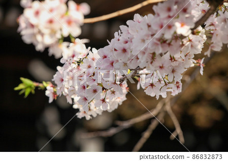 在Myokoji寺的櫻花 在Myokoji寺的櫻花 86832873