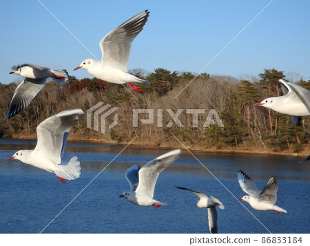 Scenery of flying black-headed gulls and Kasenuma 86833184