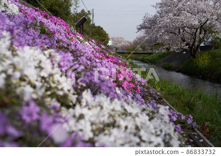 Beautiful moss phlox and cherry blossoms in full bloom that cover the banks of the Shibuta River Beautiful moss phlox and cherry blossoms in full bloom that cover the banks of the Shibuta River 86833732