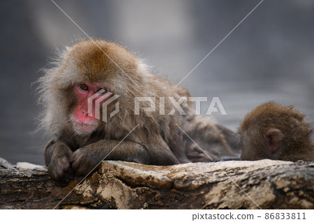 Japanese macaques soaking in hot springs and grooming Japanese macaques soaking in hot springs and grooming 86833811
