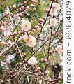 春天粉紅色的梅花 86834029