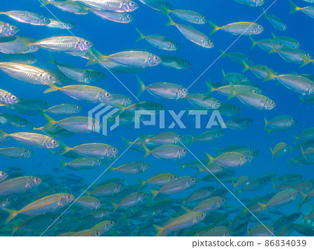 水下攝影(群) 水下攝影(群) 86834039