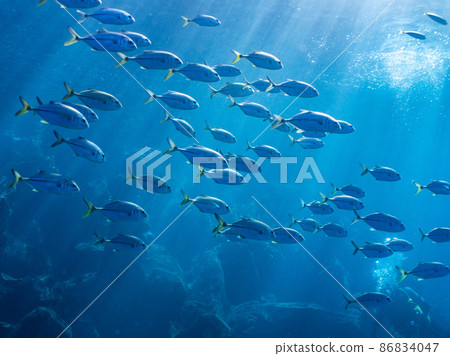 Underwater photography (herd) Underwater photography (herd) 86834047
