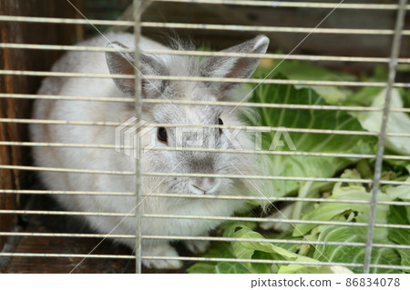A rabbit A rabbit 86834078