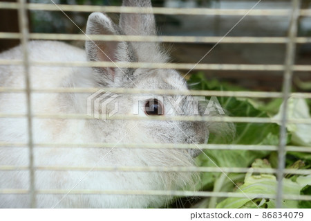 A rabbit 86834079