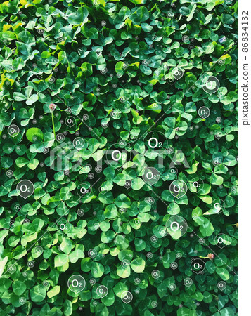 植物呼吸/三葉草 86834132