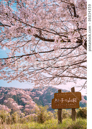 Yoshino cherry tree in full bloom and wild cherry tree of Miko 86834359