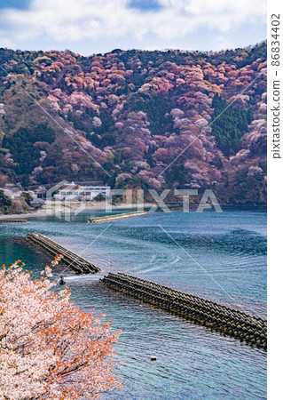 一艘船穿過美麗的藍色大海和盛開的巫女櫻花 一艘船穿過美麗的藍色大海和盛開的巫女櫻花 86834402