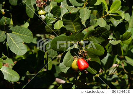 Red ripe cashew nuts Red ripe cashew nuts 86834498