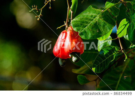 Red ripe cashew nuts Red ripe cashew nuts 86834499