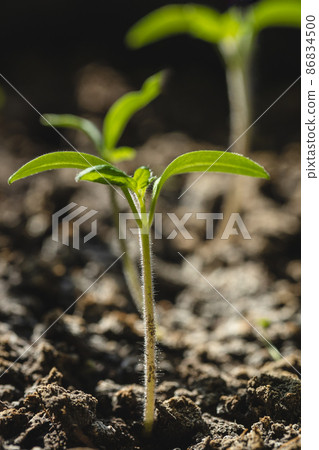 Young tomato seedlings. 86834500