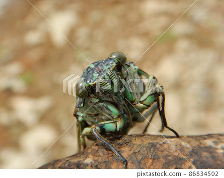 Hyalessa maculaticus tilting its head Hyalessa maculaticus tilting its head 86834502