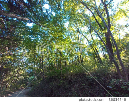 Mountain tree landscape Mountain tree landscape 86834546