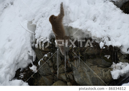 被冰柱夾住的日本獼猴 被冰柱夾住的日本獼猴 86834812