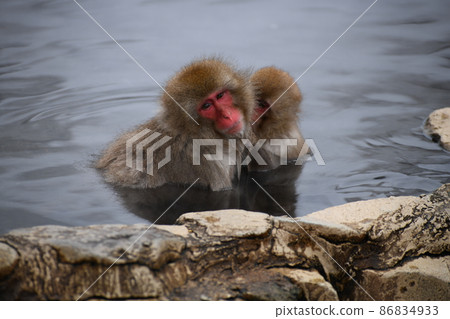 Parent-child monkey in Jigokudani 86834933