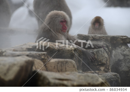 Jigokudani hot spring monkey Jigokudani hot spring monkey 86834934