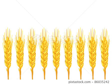 Background with wheat. Agricultural image golden ears of barley or rye. Background with wheat. Agricultural image golden ears of barley or rye. 86835242