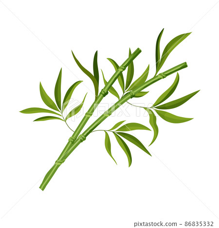 Laucky bamboo plant, Chinese tree or Japan garden 86835332