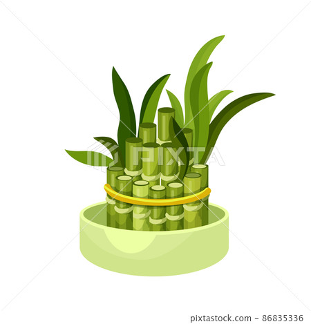 Bamboo Lucky Plant In Pot, Chinese Tree Sprouts - Stock Illustration ...