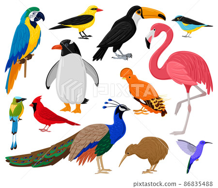Cartoon tropical exotic birds, parrot, toucan, penguin and flamingo. Exotic fauna hummingbird, kiwi and peacock vector illustration set. Wild feathered animals 86835488